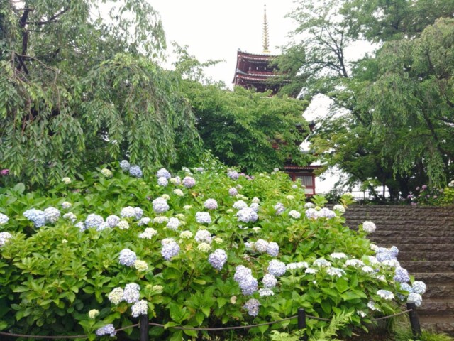 松戸・本土寺でアジサイが見頃　例年より1週間遅く