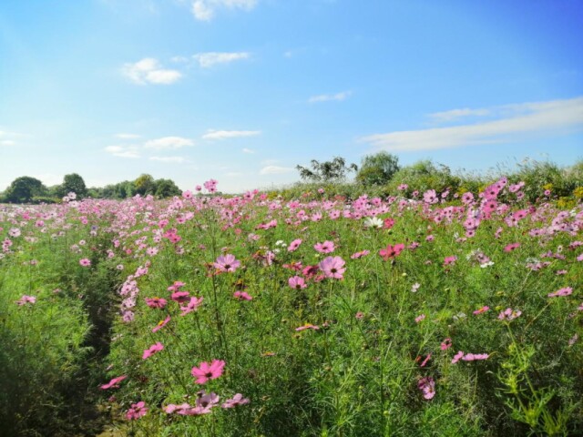 松戸・江戸川河川敷で「秋の花まつり」　市民が育てたコスモスを楽しむ