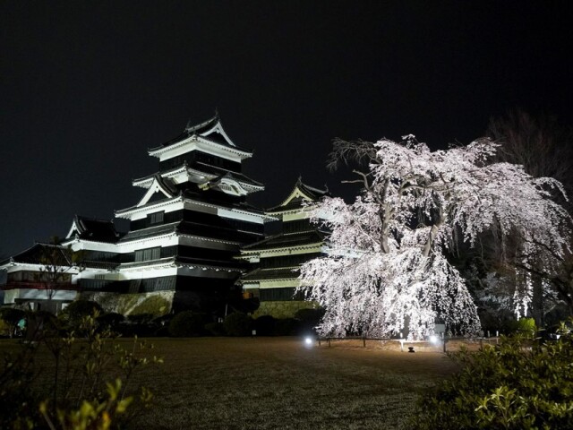 国宝・松本城で恒例「夜桜会」　庭園内は満開、外堀はこれから見頃に