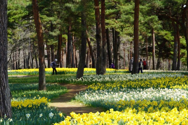 国営ひたち海浜公園でスイセン5分咲き　180品種100万本が開花