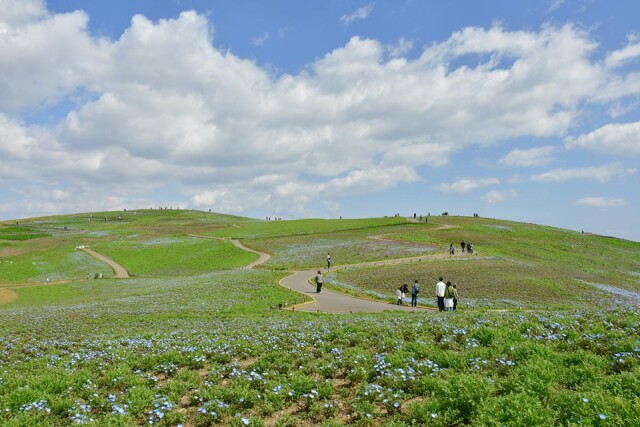 国営ひたち海浜公園でネモフィラ三分咲き　開花は平年並み