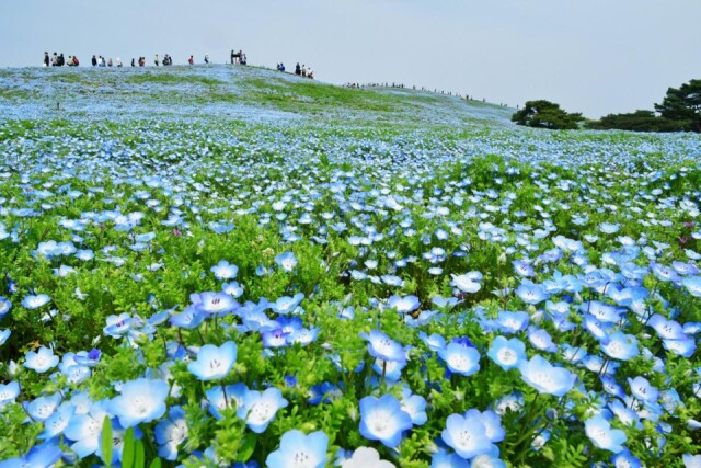 国営ひたち海浜公園のネモフィラが7分咲き　青一面の景色広がる