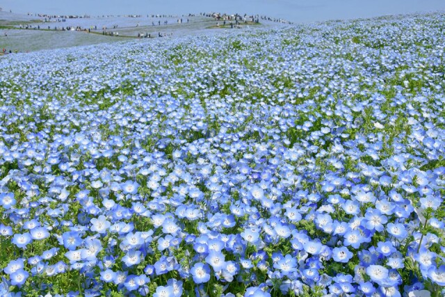 国営ひたち海浜公園のネモフィラが満開に　青一面の絶景広がる