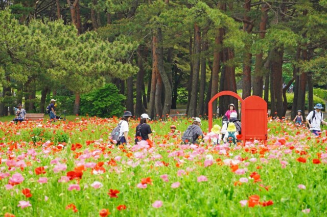 国営ひたち海浜公園でシャーレーポピー見頃　赤とピンクのじゅうたんに