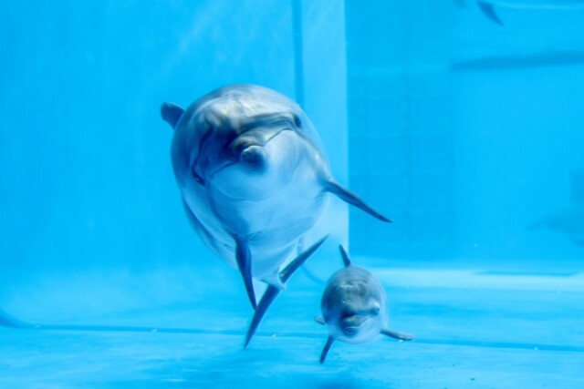 大洗水族館が「バンドウイルカの赤ちゃん誕生」発表　2年連続2頭目