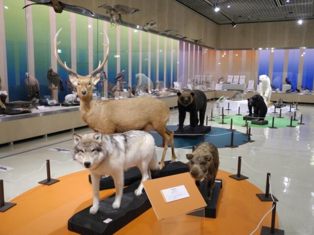 岩手県立博物館で企画展「捕食者の献立」　捕食者が何を食べるかに焦点