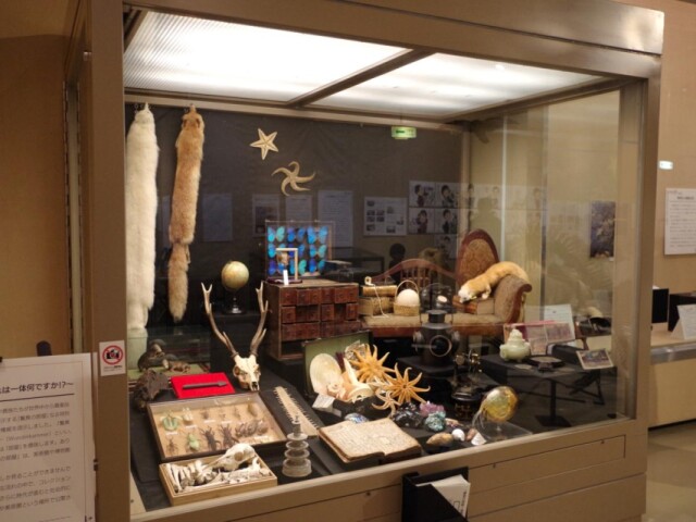 岩手県立博物館でテーマ展「驚異の部屋」　「なんだこれ」から興味につなげて