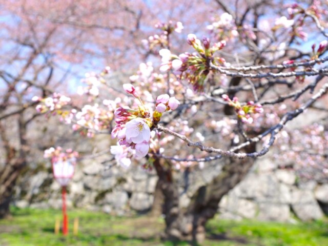 盛岡の桜、開花宣言　雨で開花進まず、昨年より4日遅れ