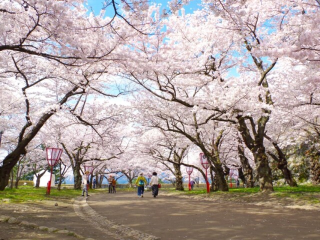 盛岡の桜満開　平年より5日早く、これから見頃の名所も