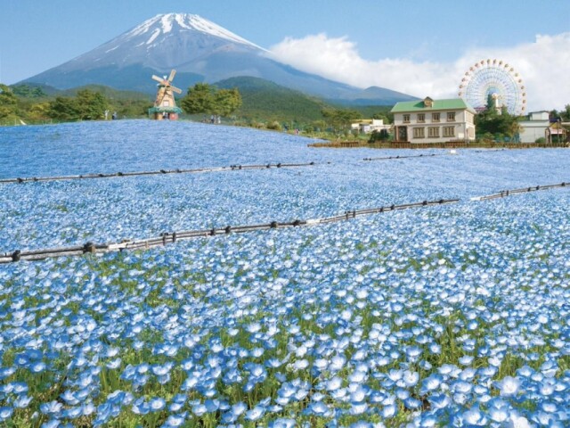 富士山2合目の遊園地「ぐりんぱ」にネモフィラ花畑と透明ゴンドラ