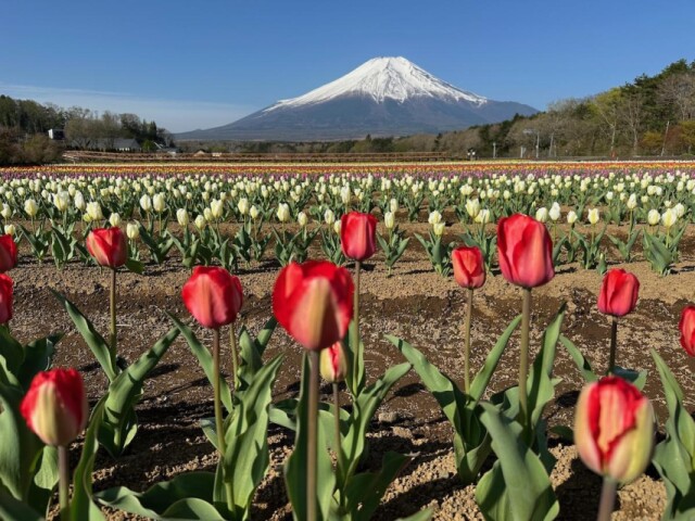 山中湖村「花の都公園」でチューリップ見頃　富士山との競演も