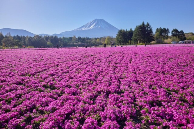 富士芝桜まつりで「芝桜の株堀り」と「ジニアの種まき」体験イベント