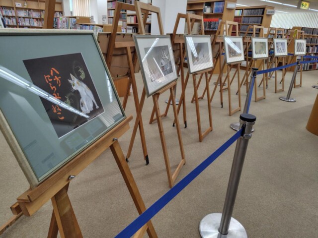 宗像で「八方にらみねこ」絵本原画展　「こどもの読書週間」に合わせて