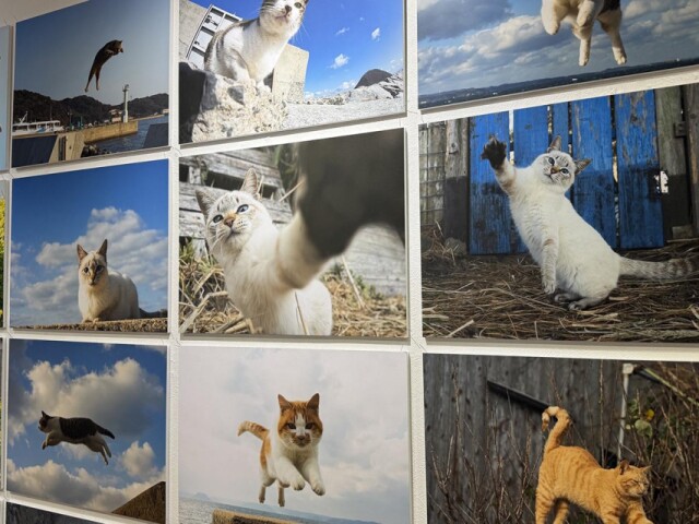 中野マルイに写真家・五十嵐健太さんの限定ショップ「飛び猫商店」