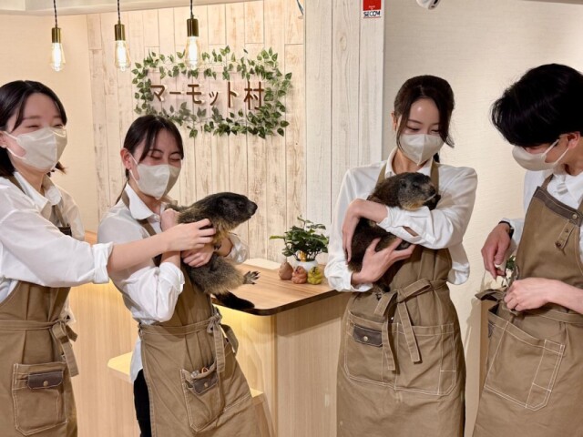 日本初のマーモットカフェ「マーモット村」、野方・丸山陸橋近くにオープン