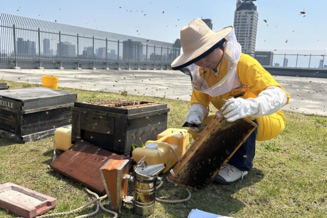 心斎橋大丸の屋上で蜂蜜収穫　担当者「今年の蜜はさっぱりとした味」