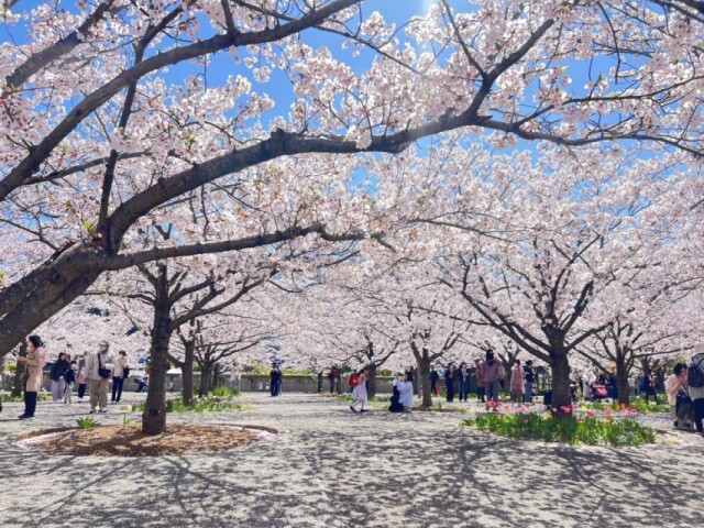 習志野市芝園「さくら広場」のソメイヨシノ505本が見頃に