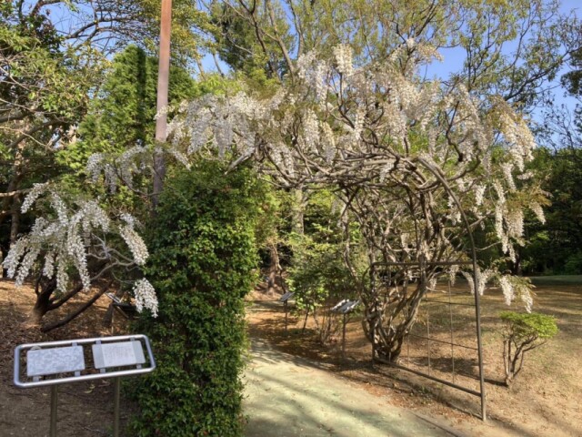 習志野・香澄公園のジャコウフジが満開に　5月上旬まで見頃