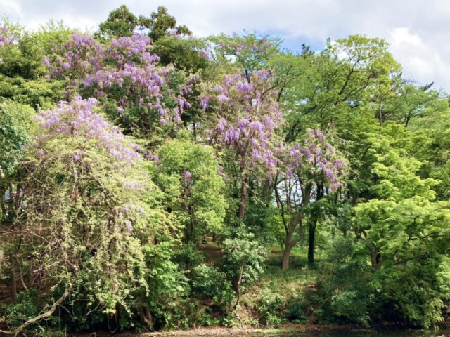 習志野・藤崎森林公園に自生するノダフジが満開に　5月下旬まで見頃