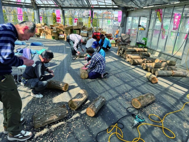 JA西東京かすみ直売センターでシイタケ原木栽培教室　植菌作業学ぶ