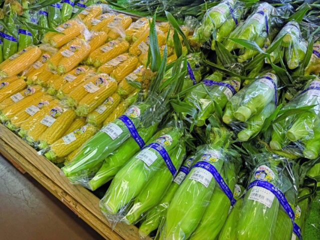 特産品「秋川とうもろこし」出荷始まる　甘み強い新種も
