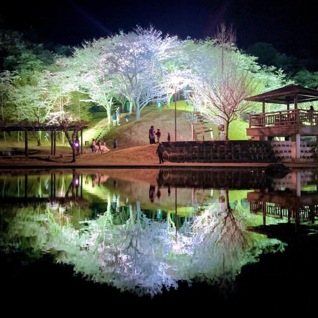 大分・臼杵の吉四六ランドで「鏡面夜桜」　ライトアップで幻想的に
