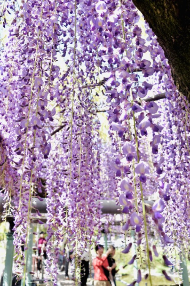香る紫色のカーテンゆらり　大分市の西寒多神社で藤の花満開藤