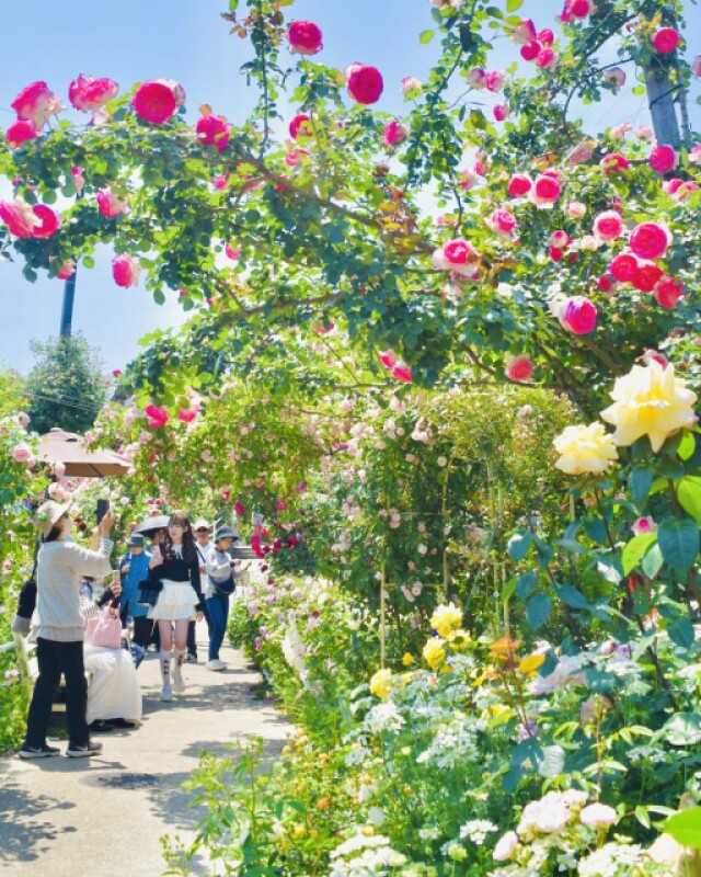大分市の個人庭園「ひろかわバラ園」が見頃に　「色映えは過去最高」