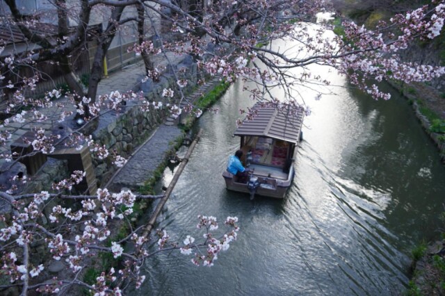 八幡堀の桜が開花、1週間で見頃に　桜咲く堀の中を船で巡る