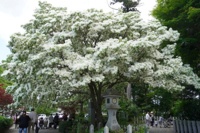 近江八幡の沙沙貴神社で「なんじゃもんじゃ」の花が見頃　雪のように咲く
