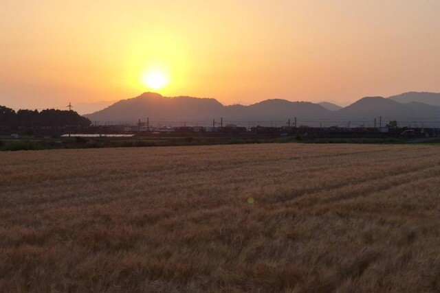 近江八幡でビール麦収穫　夕焼けに染まる麦秋の畑