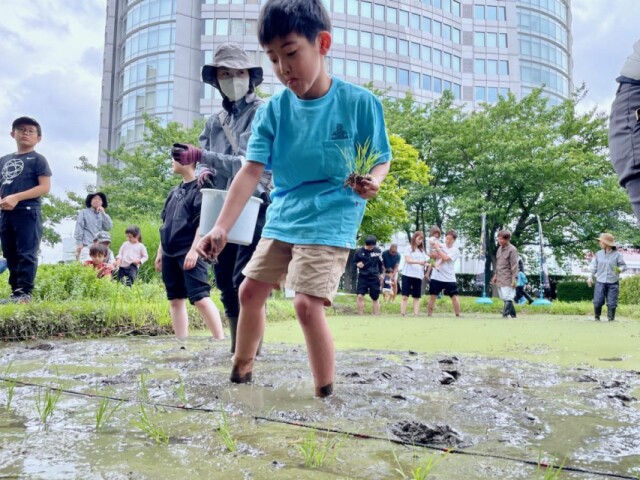 六本木ヒルズ屋上で田植え　山梨県のコメ「にじのきらめき」植える