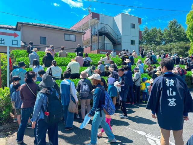 狭山市役所で「狭山新茶まつり」　茶畑での茶摘み体験も