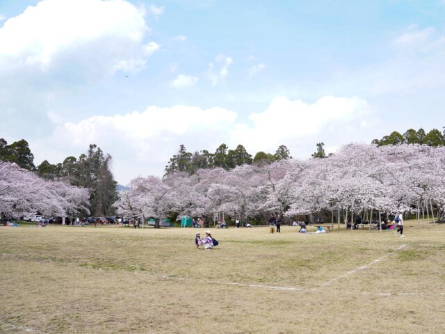 仙台で桜満開　見頃迎えた三神峯公園は花見客でにぎわう、日曜は雨予報も