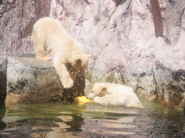 八木山動物公園でホッキョクグマの双子公開　昨年12月誕生、愛称投票も