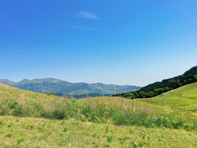 東伊豆・細野高原で「春の山菜狩り」 ワラビやゼンマイが採り放題