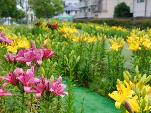鮫洲で「ゆり2万本！鑑賞ラブウィーク2025」開催へ　茎を使った紙すき体験も