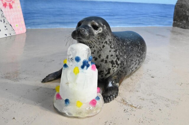 ゴマフアザラシ「ココア」が1歳に　新江ノ島水族館で誕生会
