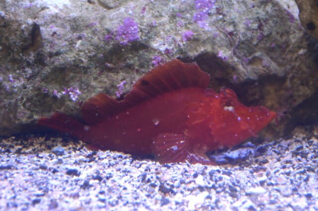 さかなクンが持ち込んだ幻の魚　新江ノ島水族館で54年ぶりに展示公開