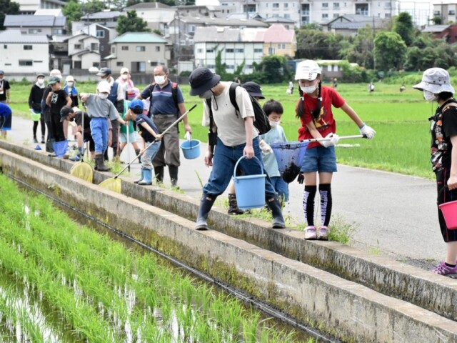 ジャンボタニシ駆除に近隣住民や子どもたち　藤沢・大庭の田んぼで一斉作業