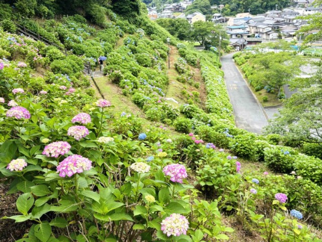 光スポーツ公園のアジサイ1万5000株が三分咲き　ライトアップも