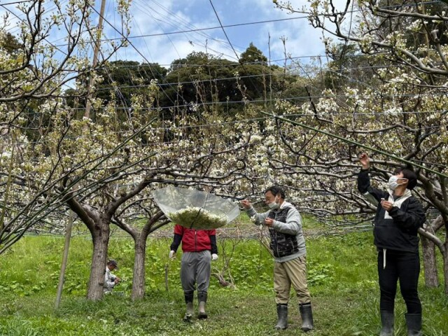 いすみの福祉施設「ピア宮敷」で梨の花粉作り　農福連携で農家支える