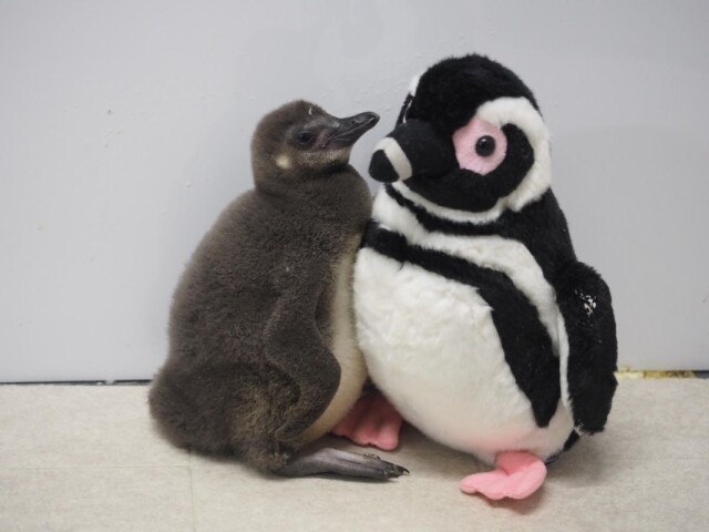 すみだ水族館のペンギンの赤ちゃん、すくすく成長中　間もなく1カ月