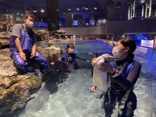すみだ水族館でペンギンの赤ちゃんがプールデビュー　特別練習公開も