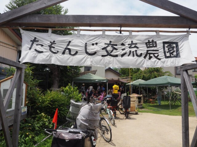 墨田・たもんじ交流農園でジャガイモ掘り　親子で夏の味覚の収穫体験