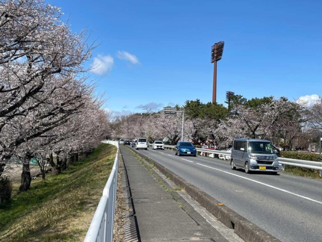 群馬「国体道路」サクラ「ドライブスルー」満開へ　4日六分