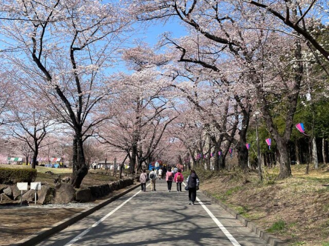前橋「赤城南面千本桜」今週末に満開か　菜の花、チューリップも