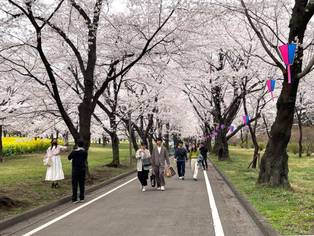 前橋「赤城南面千本桜」満開　下から上まで一気に開く、花吹雪も一気か