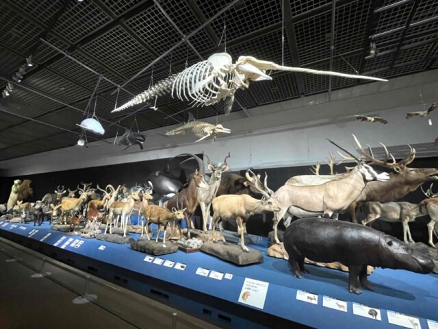 福岡市博物館で「大哺乳類展」　福岡初開催、標本500点展示