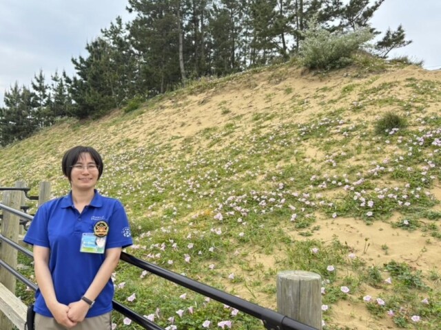 鳥取砂丘一面にハマヒルガオが開花　6月下旬まで見頃に